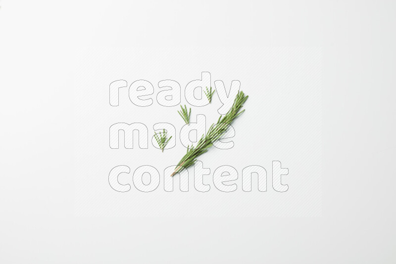 Multi fresh rosemary sprigs on white background