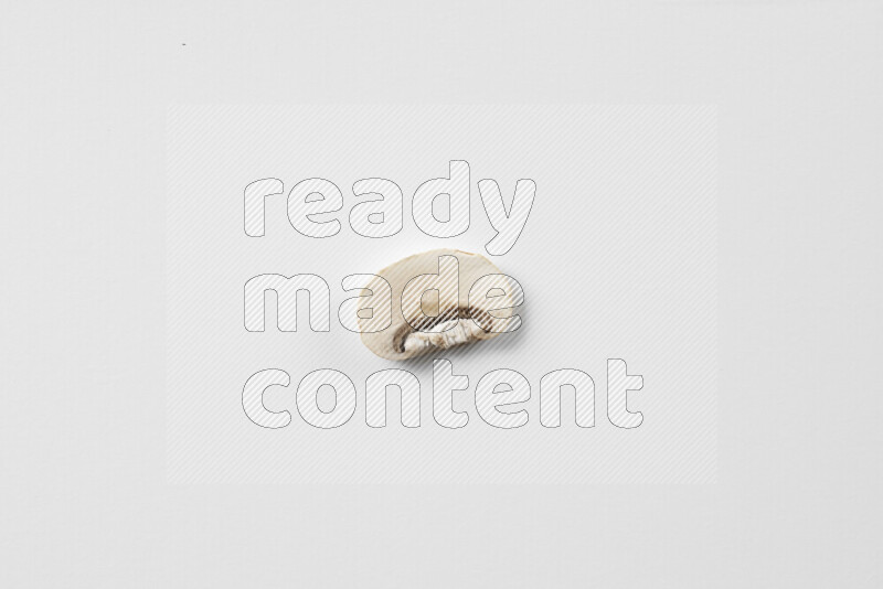 Mushrooms on white background