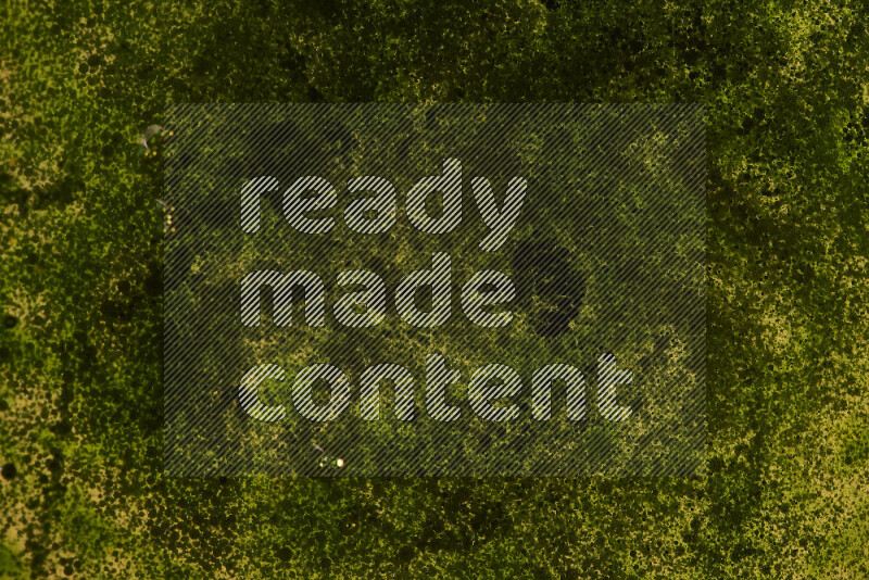 Close-ups of abstract green watercolor drops on oil Surface on yellow background