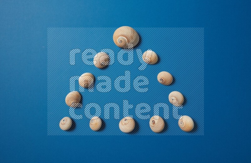 top view shot of seashells arrangement on blue background