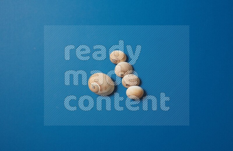 top view shot of seashells arrangement on blue background
