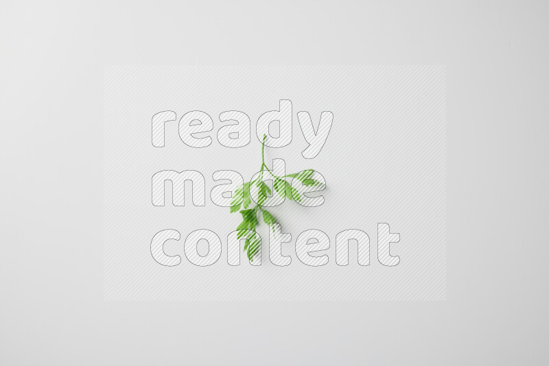 Short fresh parsley sprigs with vibrant green leaves on white background