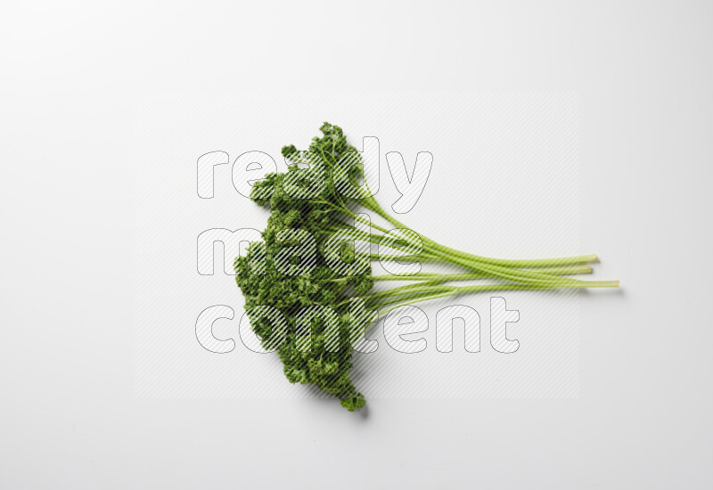 A bunch of fresh curly lettuce sprigs on a white background