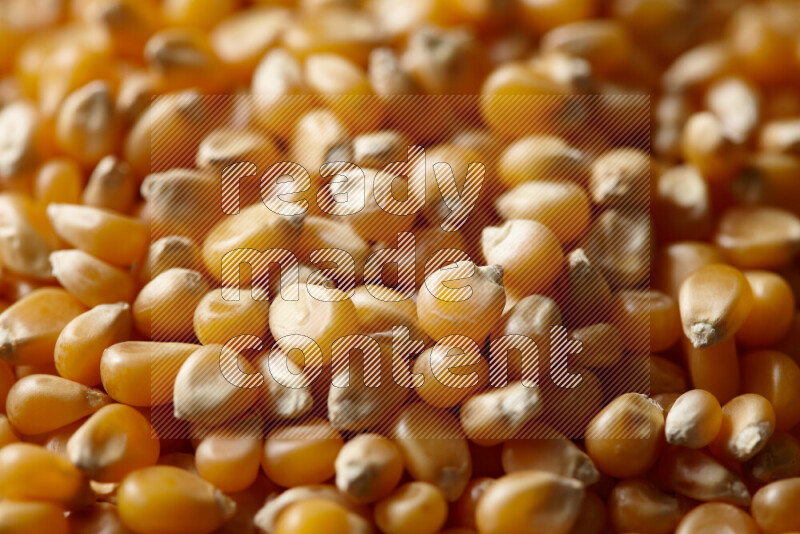 Dry Corn Kernels on white background