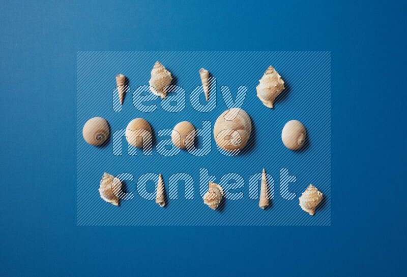 top view shot of seashells arrangement on blue background