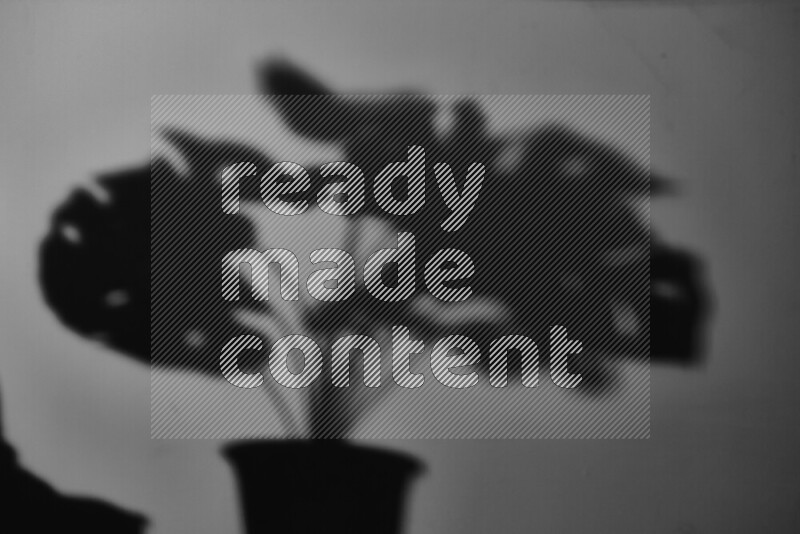 يظهر ضوء غوبو خافت ظلال أوراق نبات تسقط على سطح ناعم