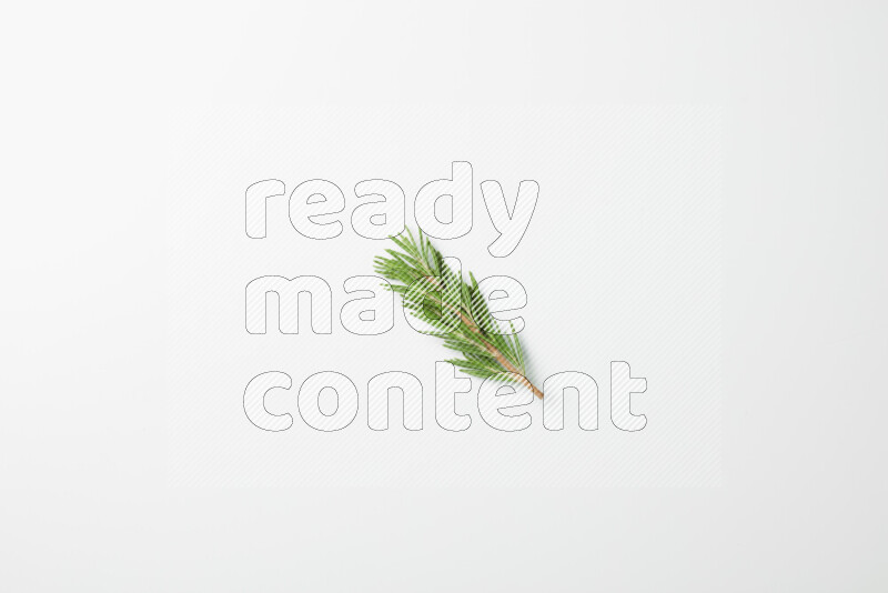 One fresh rosemary sprig on white background