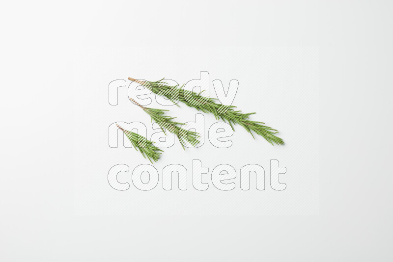 Three fresh rosemary sprigs on white background
