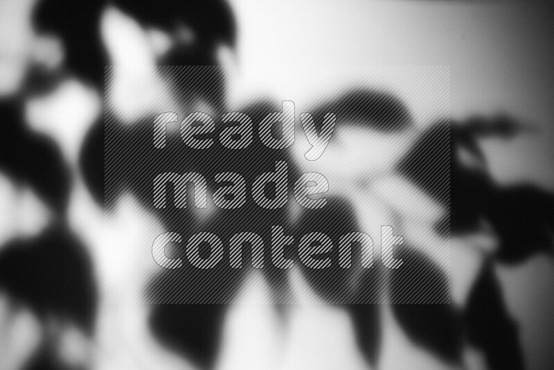 A delicate gobo light projects the silhouette of plant leaves onto a smooth surface