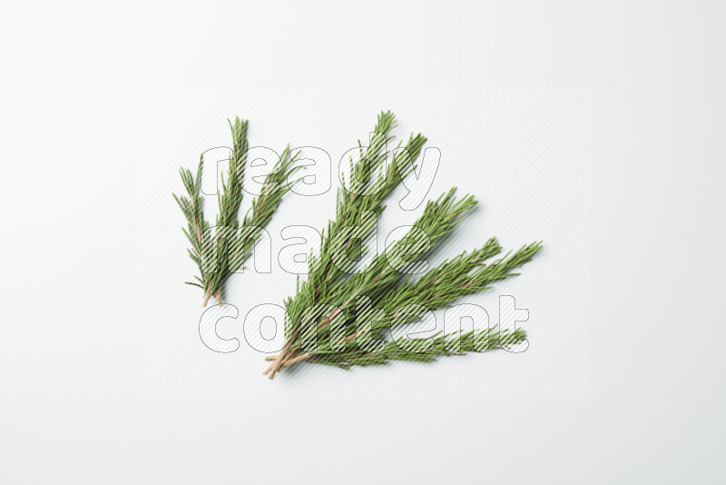 Multi fresh rosemary sprigs on white background