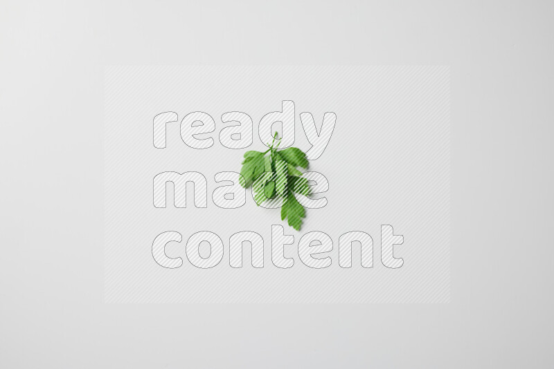Scattered fresh parsley leaves on white background