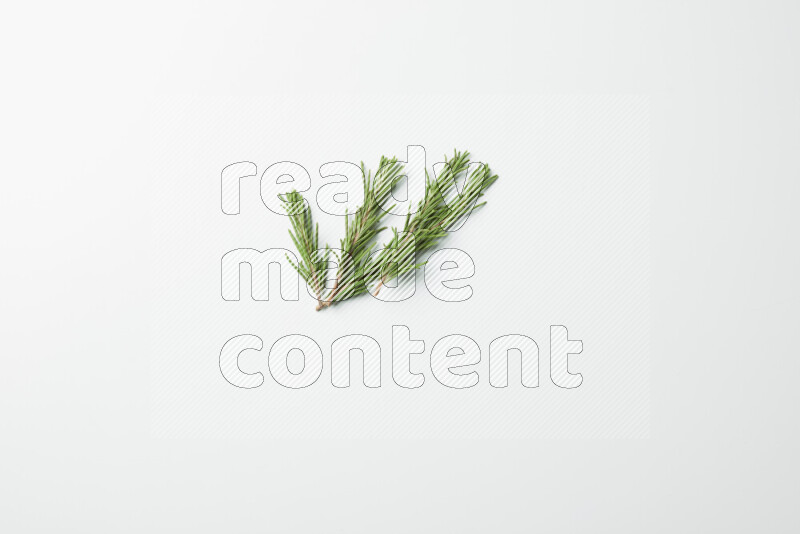 Multi fresh rosemary sprigs on white background