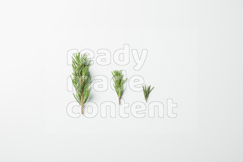 Three fresh rosemary sprigs on white background