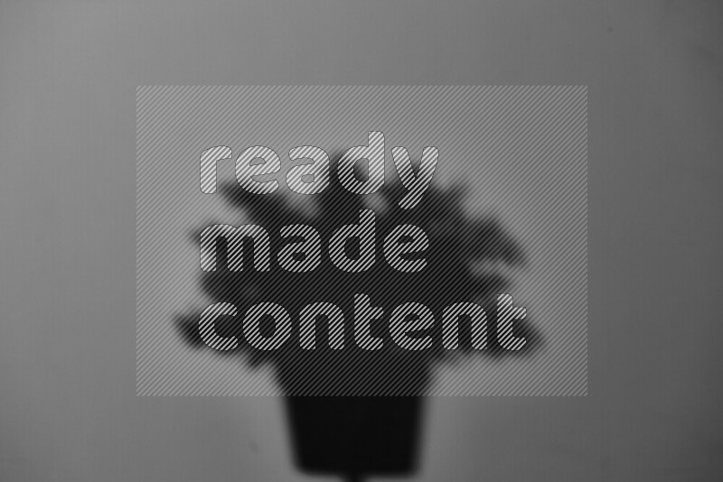 A delicate gobo light projects the silhouette of plant leaves onto a smooth surface