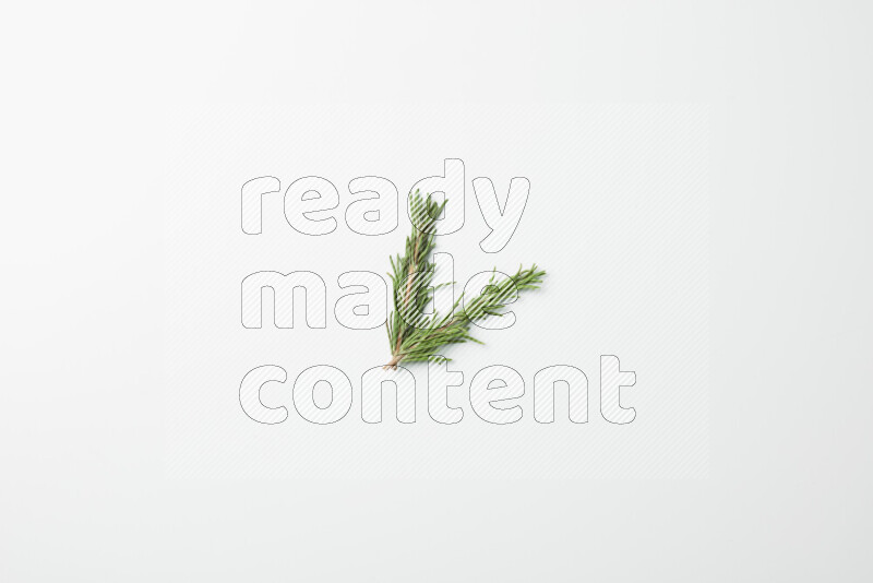 Two fresh rosemary sprigs on white background