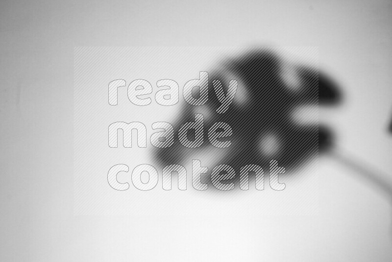 A delicate gobo light projects the silhouette of plant leaves onto a smooth surface