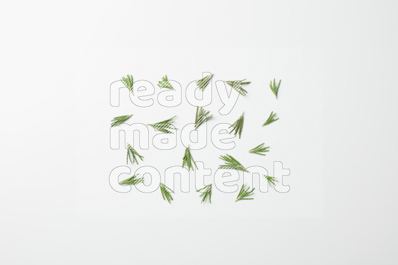 Multi fresh rosemary sprigs on white background