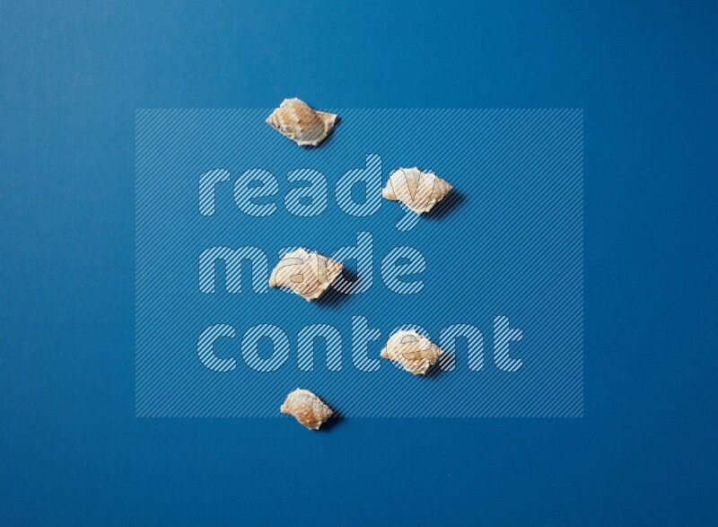 top view shot of seashells arrangement on blue background