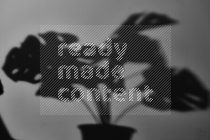 يظهر ضوء غوبو خافت ظلال أوراق نبات تسقط على سطح ناعم