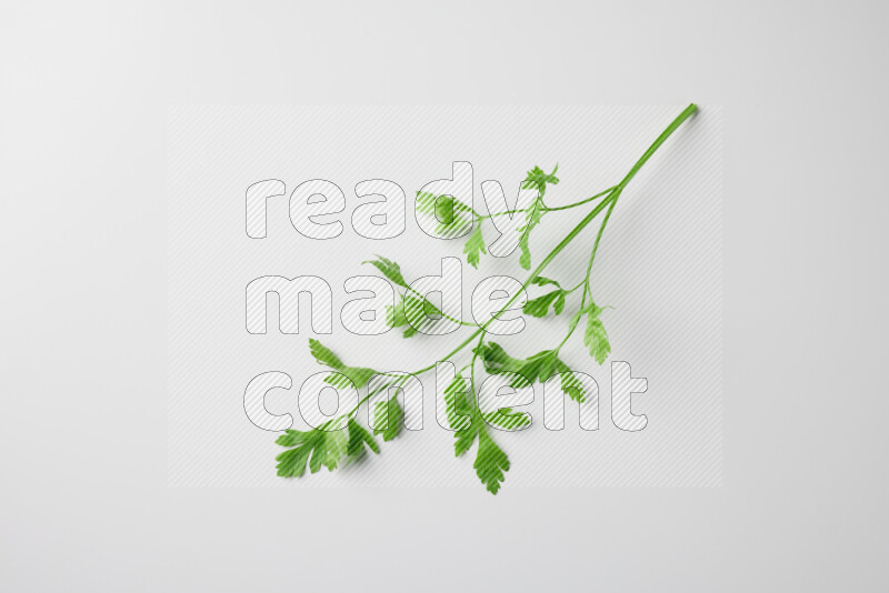 Fresh parsley sprigs with vibrant green leaves on white background