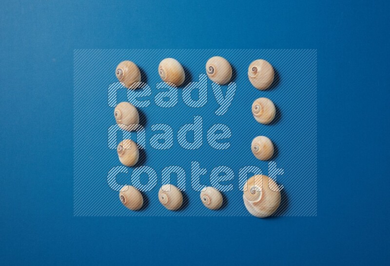 top view shot of seashells arrangement on blue background