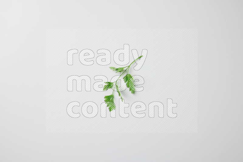 Short fresh parsley sprigs with vibrant green leaves on white background