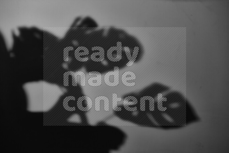 A delicate gobo light projects the silhouette of plant leaves onto a smooth surface