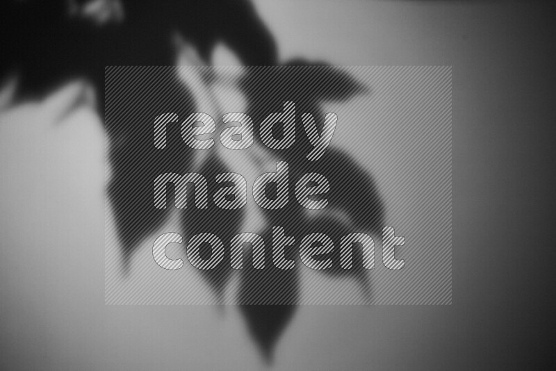 A delicate gobo light projects the silhouette of plant leaves onto a smooth surface