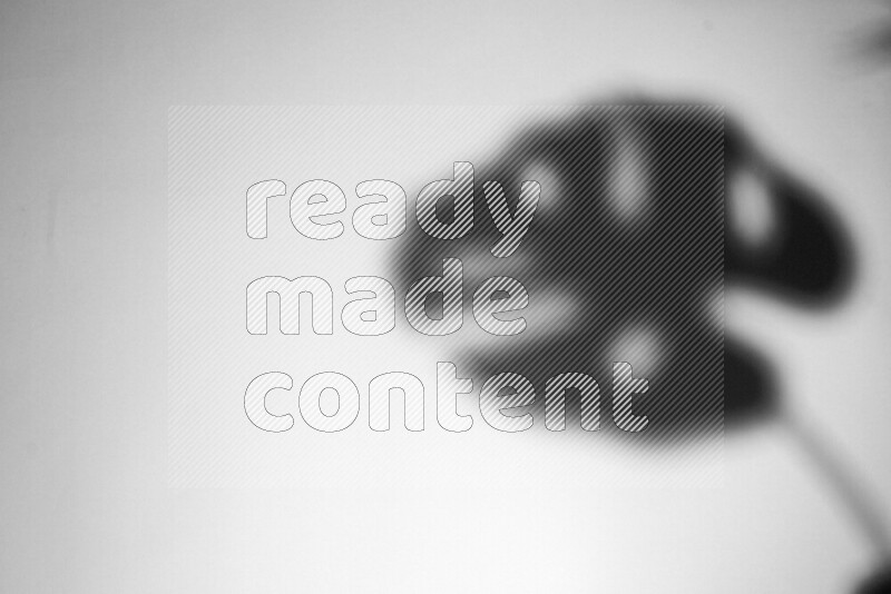 A delicate gobo light projects the silhouette of plant leaves onto a smooth surface