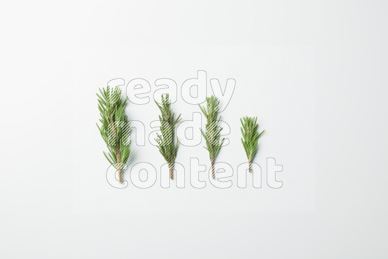 Multi fresh rosemary sprigs on white background