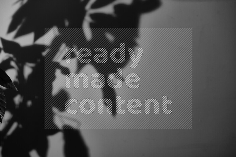 A delicate gobo light projects the silhouette of plant leaves onto a smooth surface